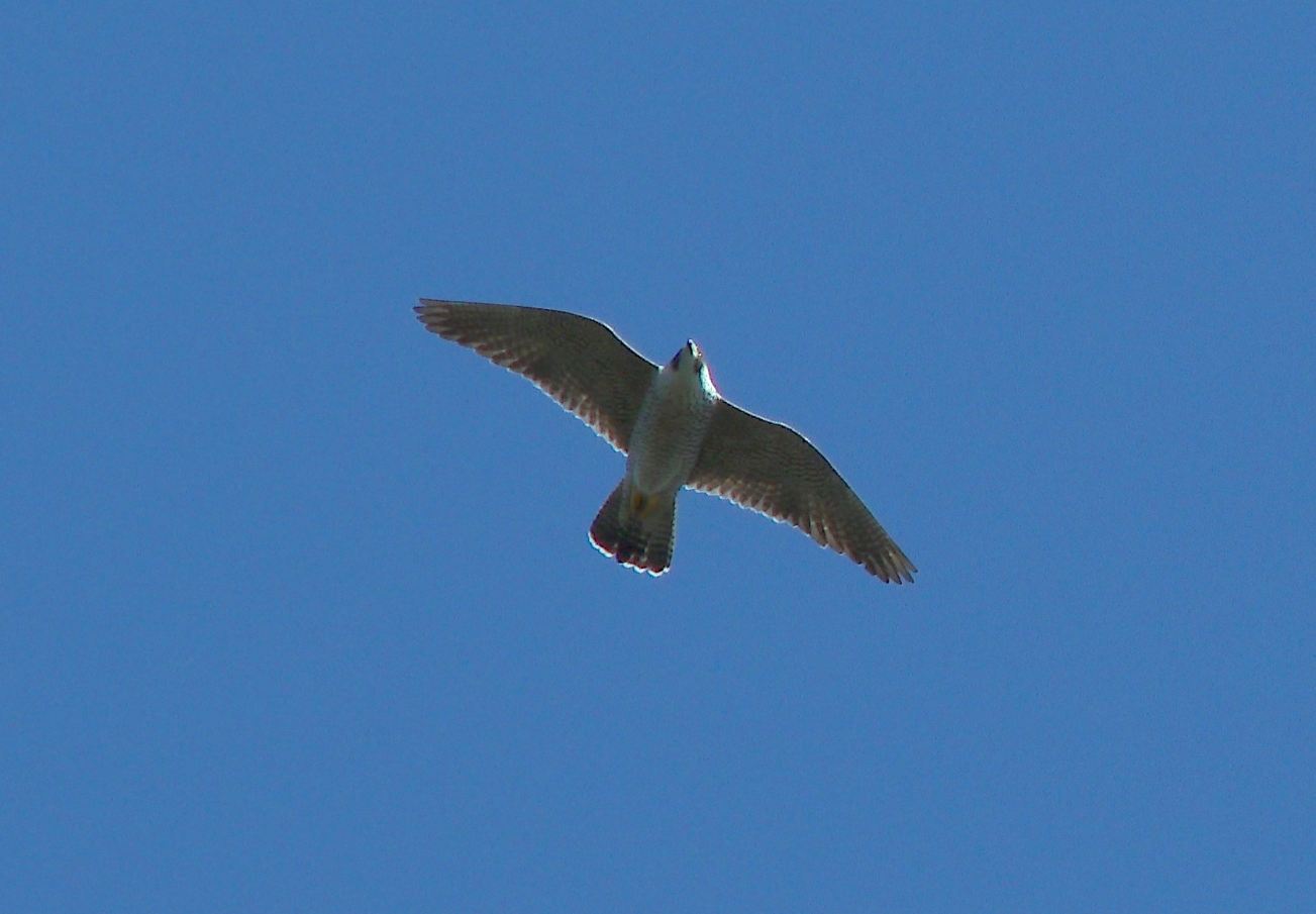 Falcão-peregrino (5 mar. 2016)