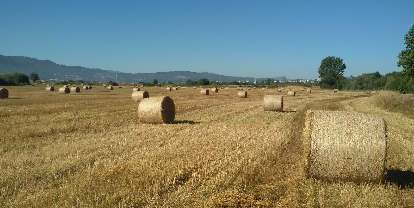 Campo de cultivo - margem esquerda do Tâmega